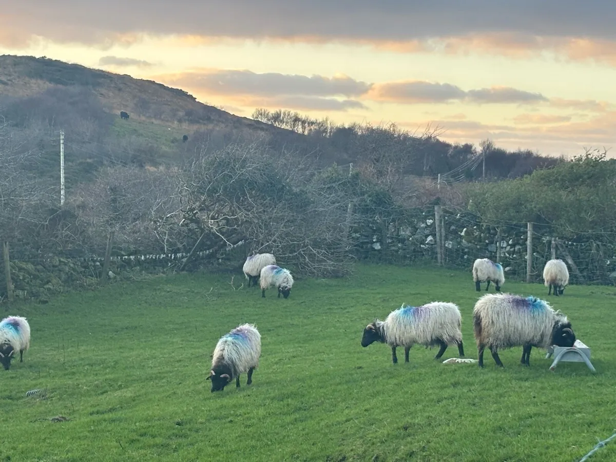 Blackface ewe lambs - Image 2