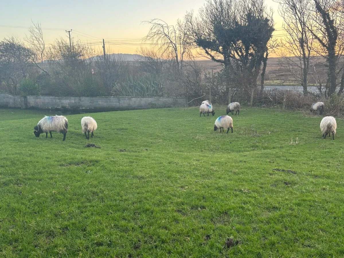 Blackface ewe lambs - Image 3