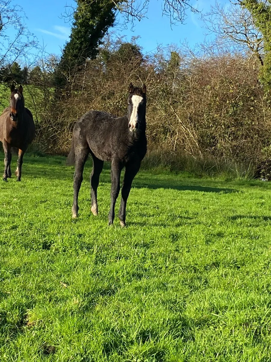 Foals for sale - Image 2