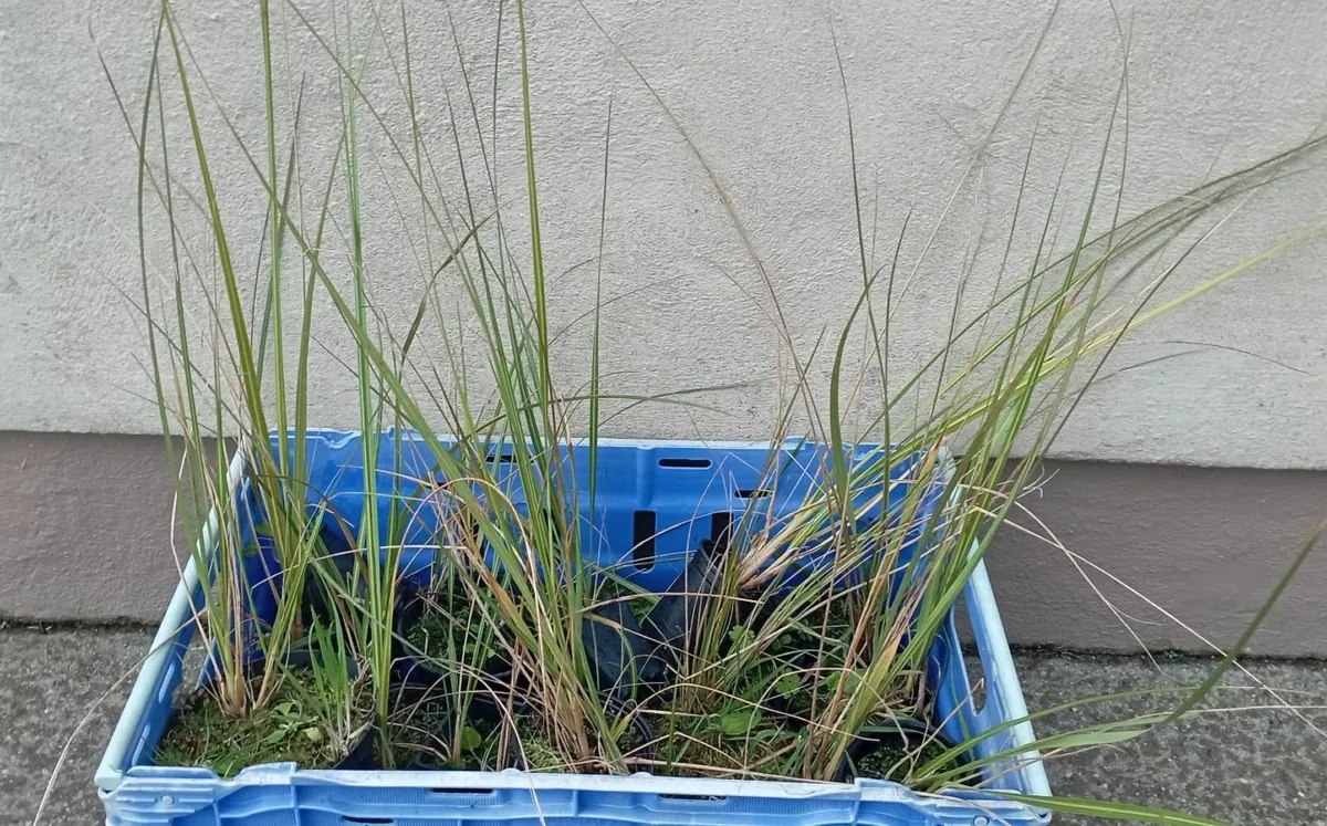 Small Pampass Grass Plants - Image 1