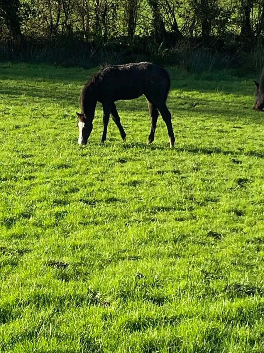 Foals for sale - Image 3