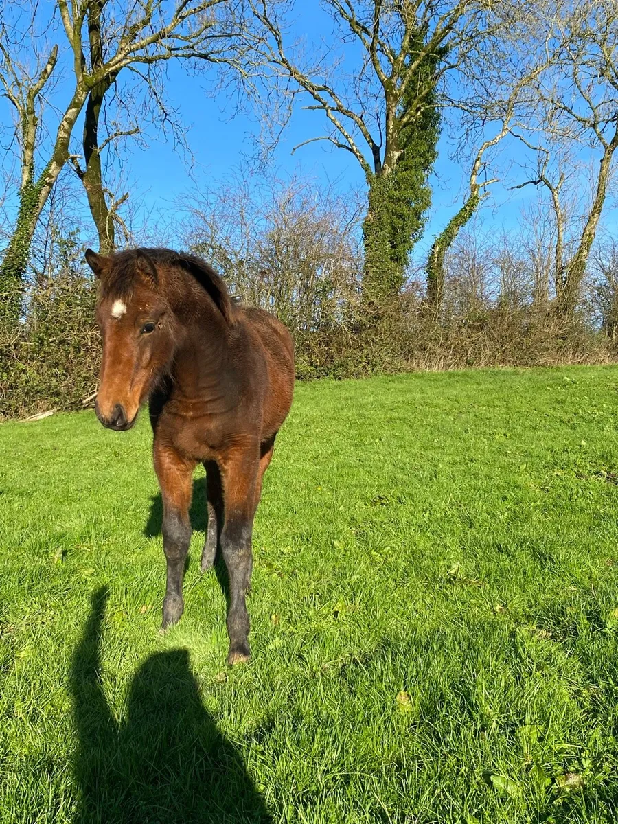 Foals for sale - Image 4