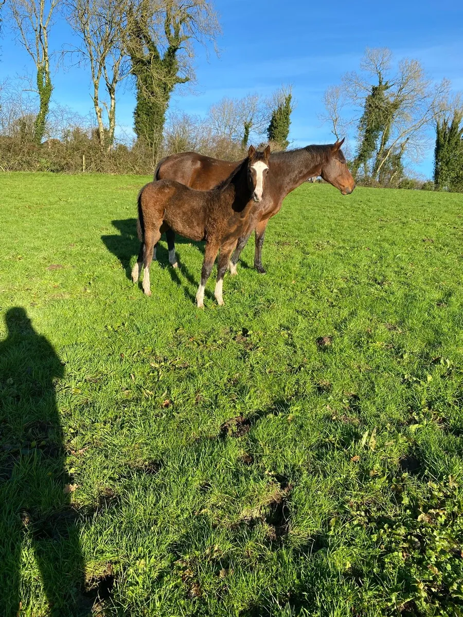 Foals for sale - Image 1
