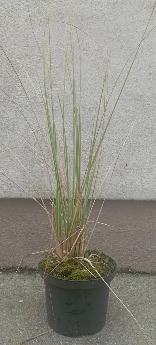 Large Pampass Grass Plants - Image 1