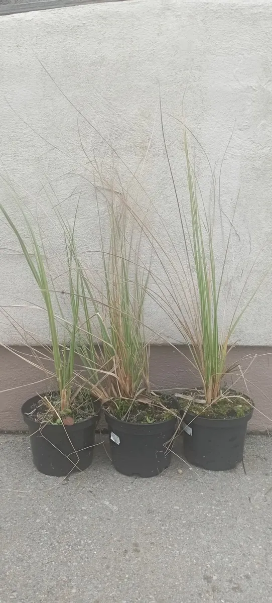 Large Pampass Grass Plants - Image 2