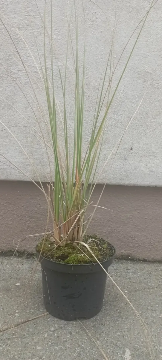 Large Pampass Grass Plants - Image 3