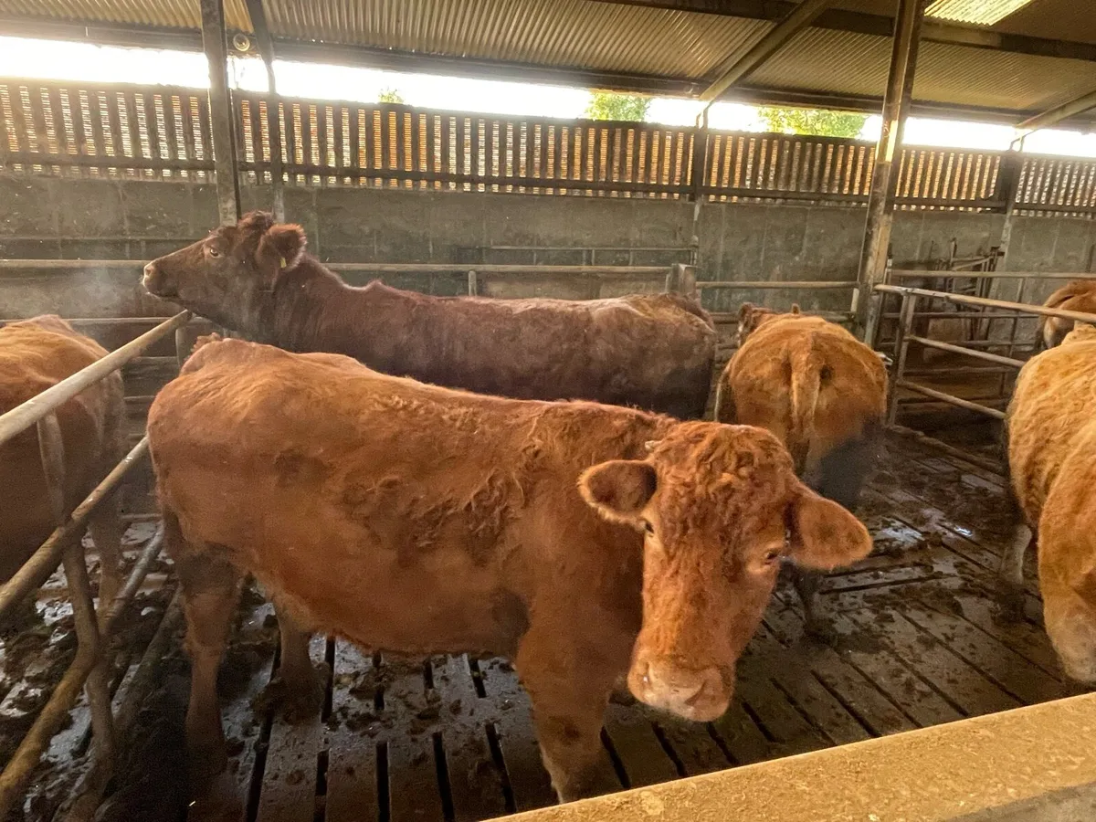 16 Suckler Cows Loughrea Mart 6th Dec - Image 1