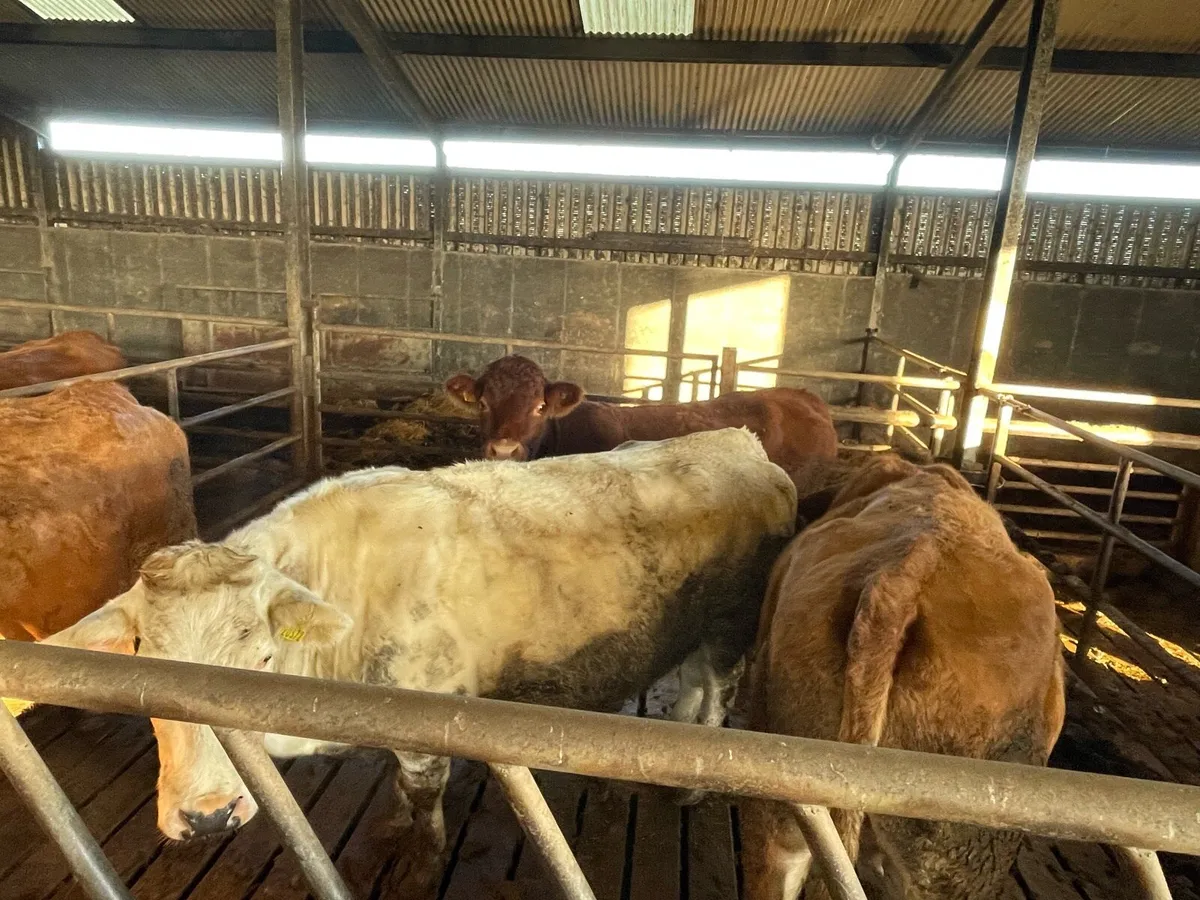 16 Suckler Cows Loughrea Mart 6th Dec - Image 2