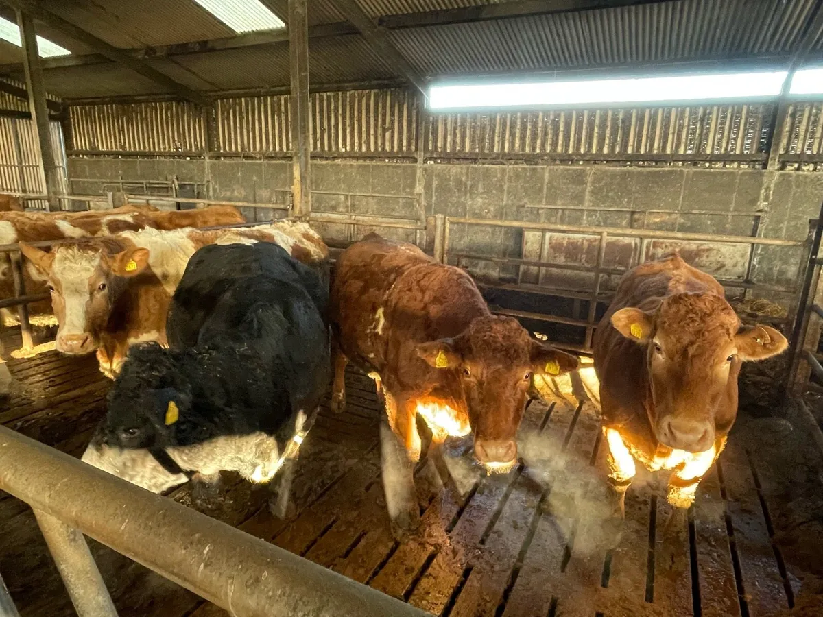 16 Suckler Cows Loughrea Mart 6th Dec - Image 3