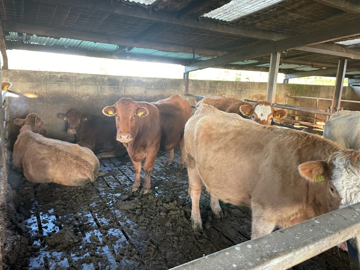16 Suckler Cows Loughrea Mart 6th Dec - Image 4