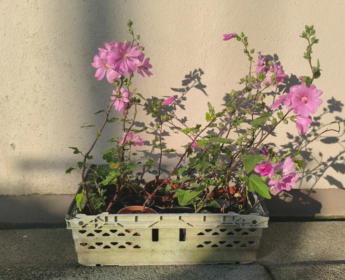 Tree Mallow Plants - Image 3