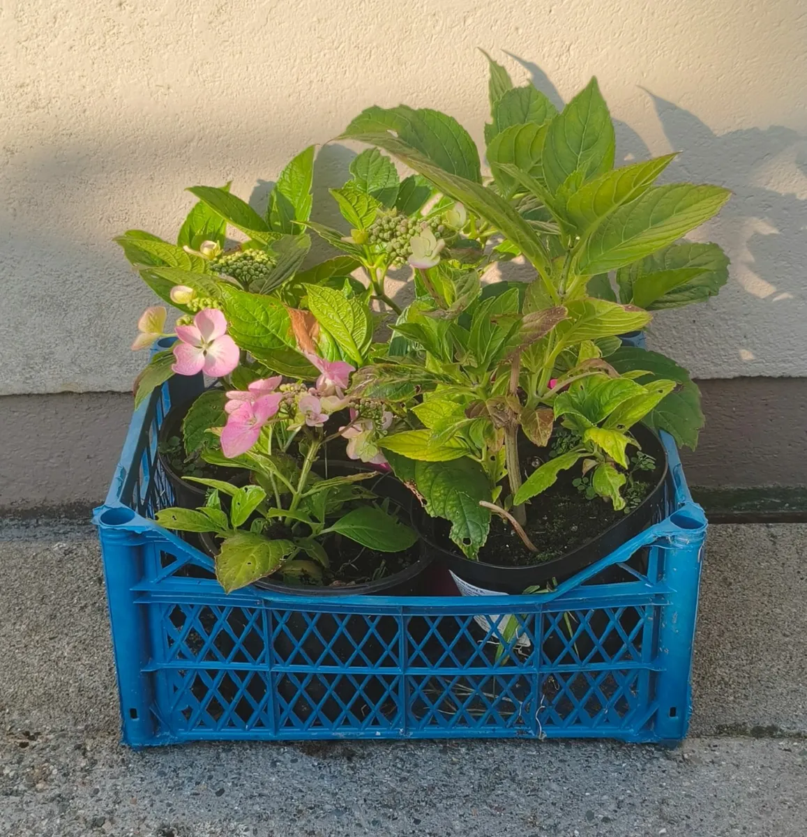 Hydrangea Plants - Image 1