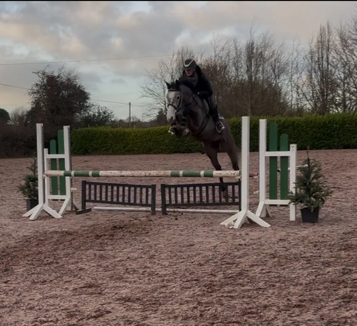 Show jumper can go as pony - Image 1