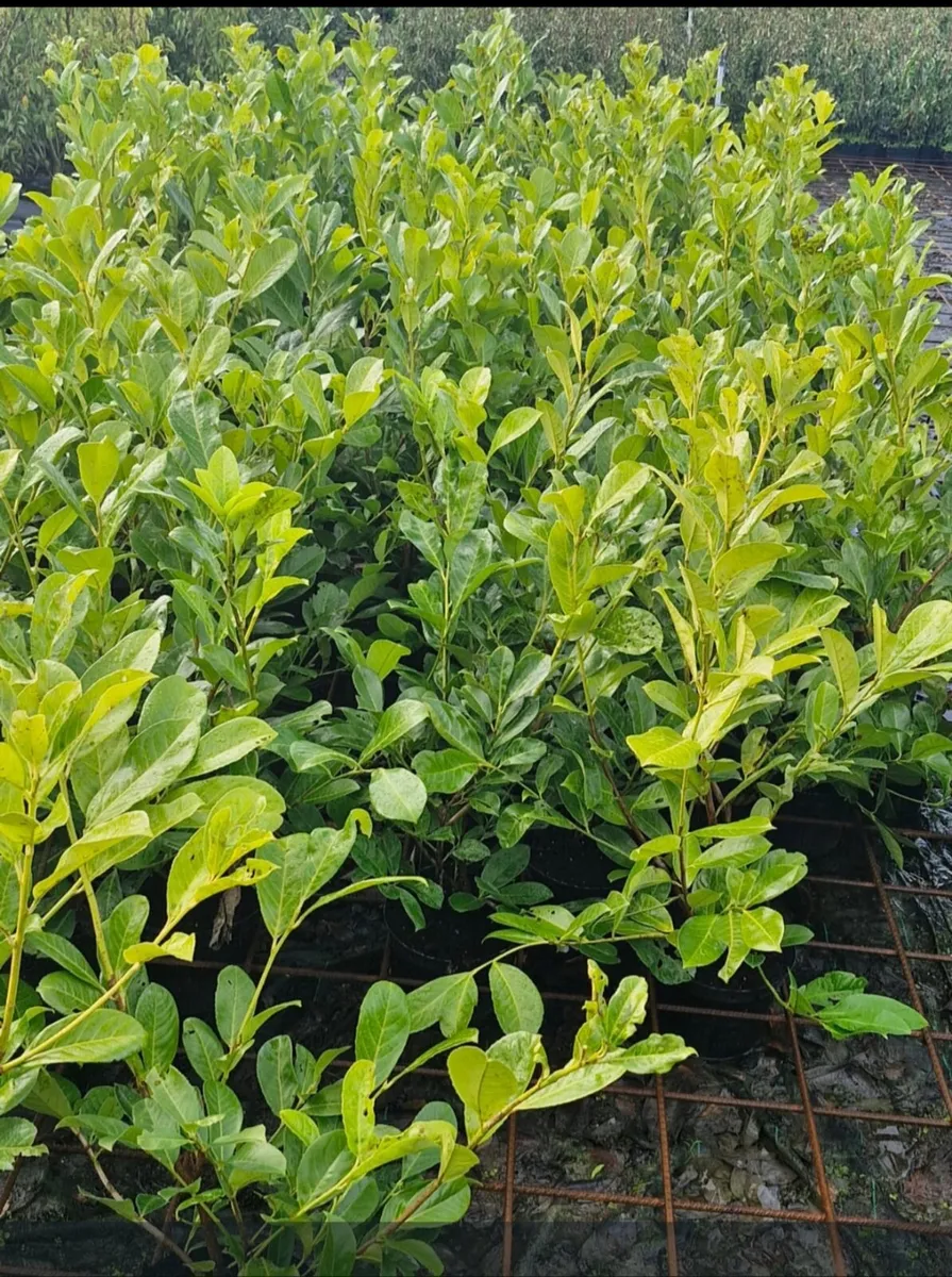 Large potted laurels for sale