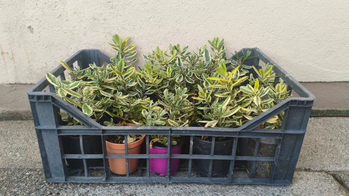 Hebe Silver Queen Plants - Image 2