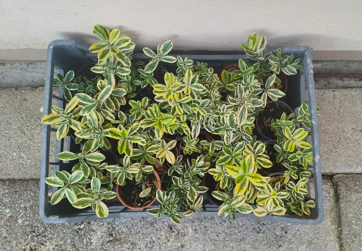 Hebe Silver Queen Plants - Image 3