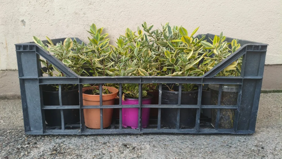 Hebe Silver Queen Plants - Image 4