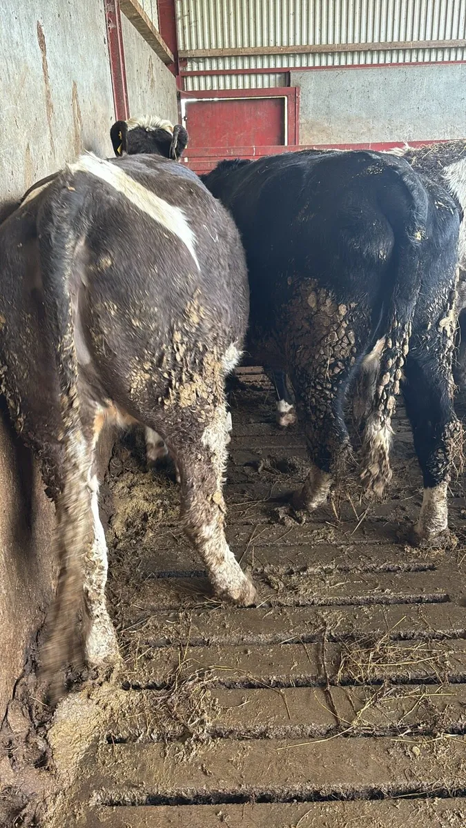 Have you stock to sell - Image 1