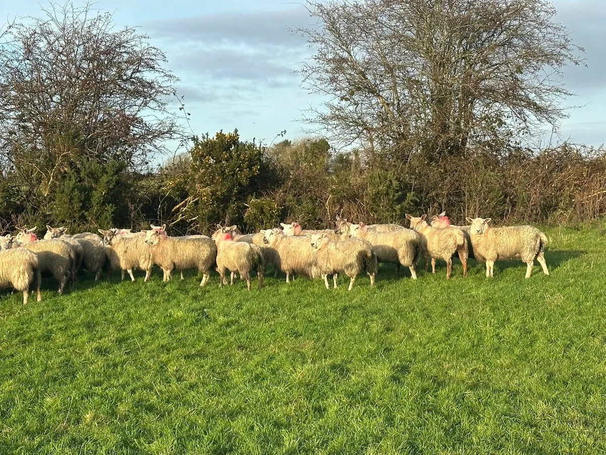Ewe lambs - Image 2