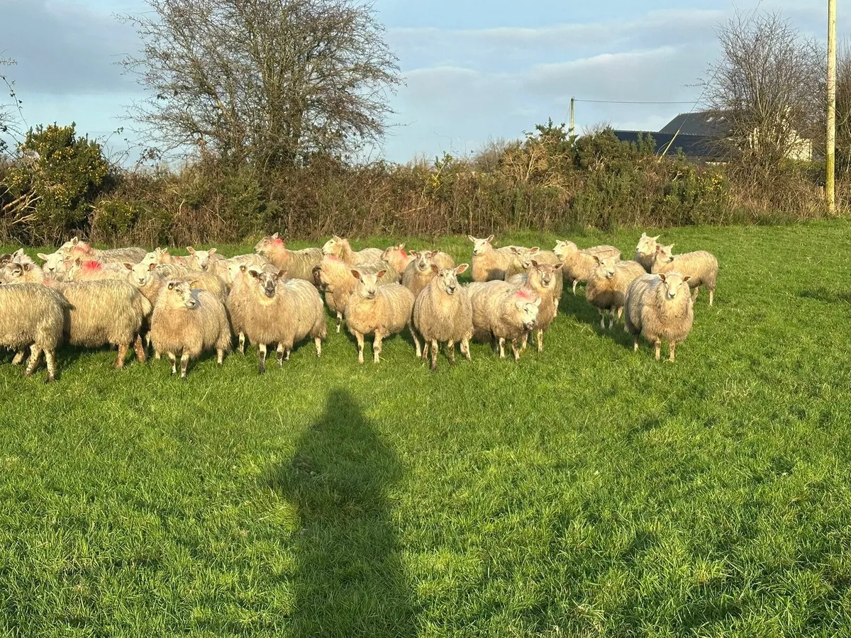 Ewe lambs - Image 4