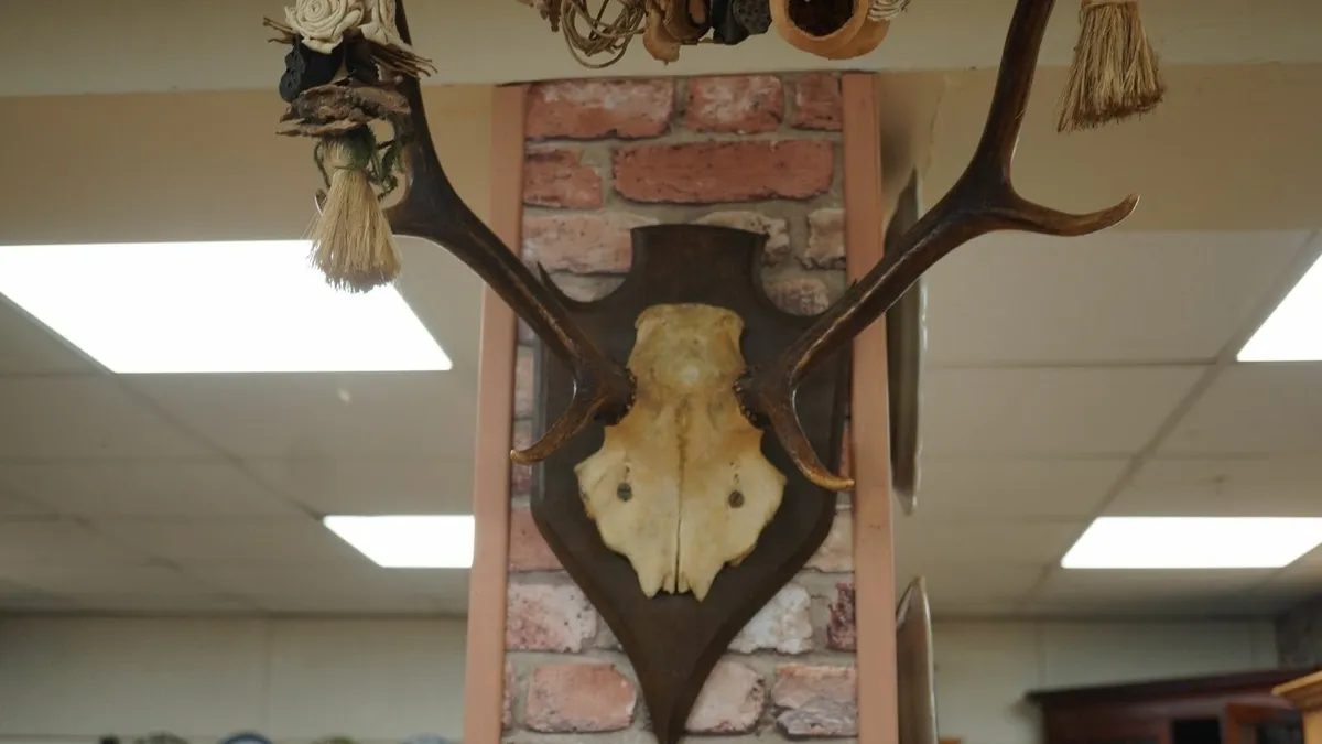 French Oak Antler Wall Mount 3 - Image 3
