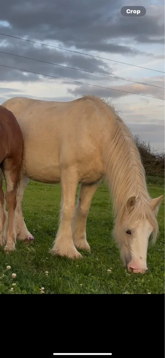 15h palomena mare scanned in foal - Image 2