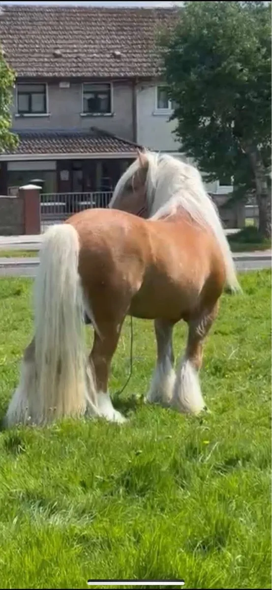 15h palomena mare scanned in foal - Image 4