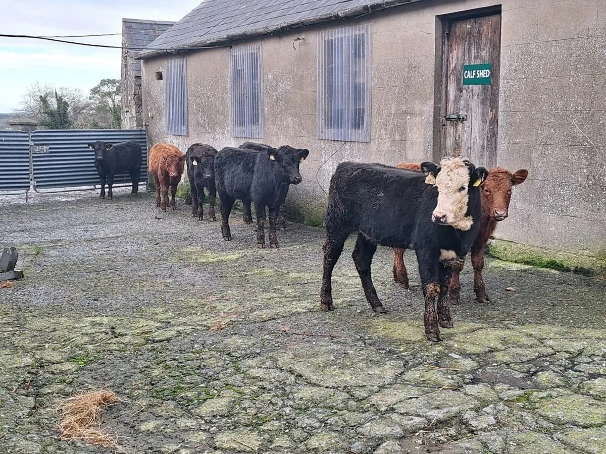 ORGANIC RUNNERS - Image 2