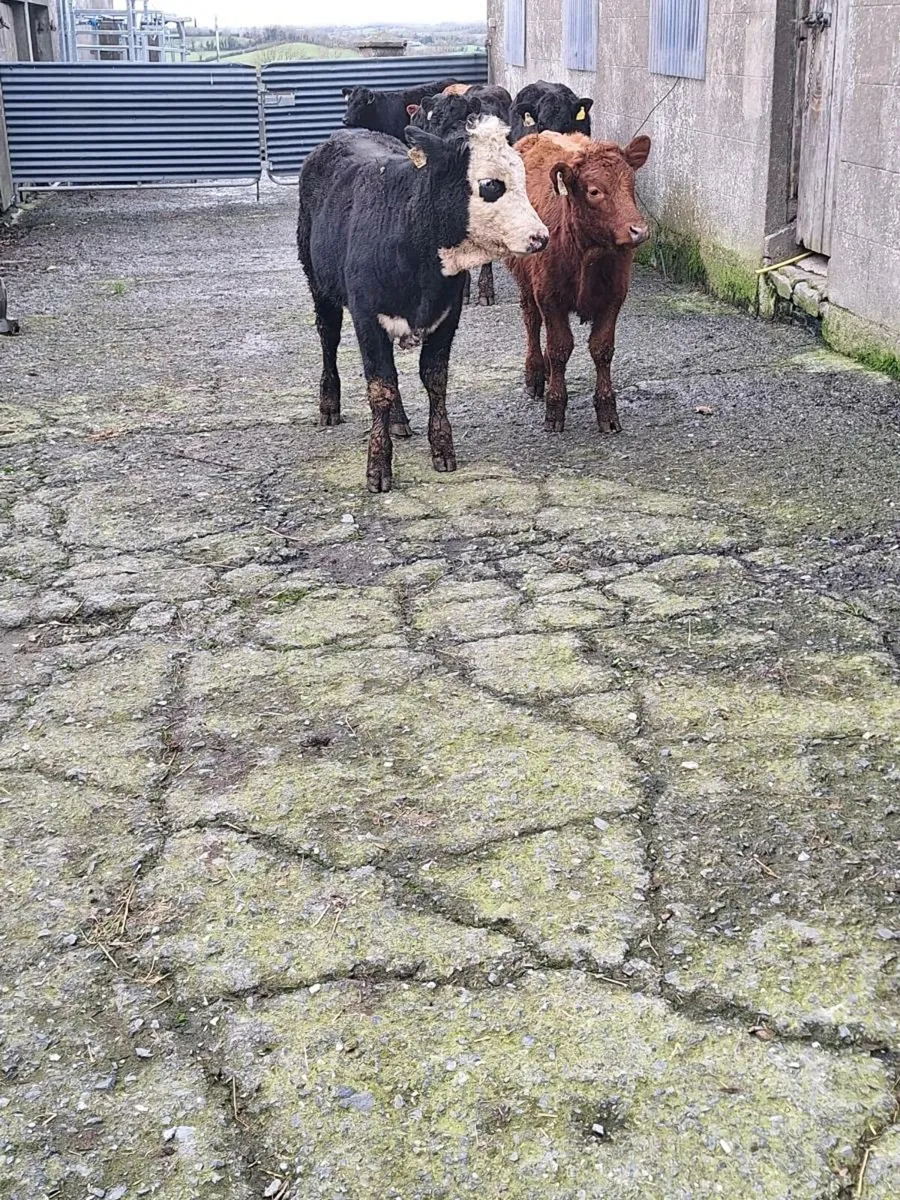 ORGANIC RUNNERS - Image 3