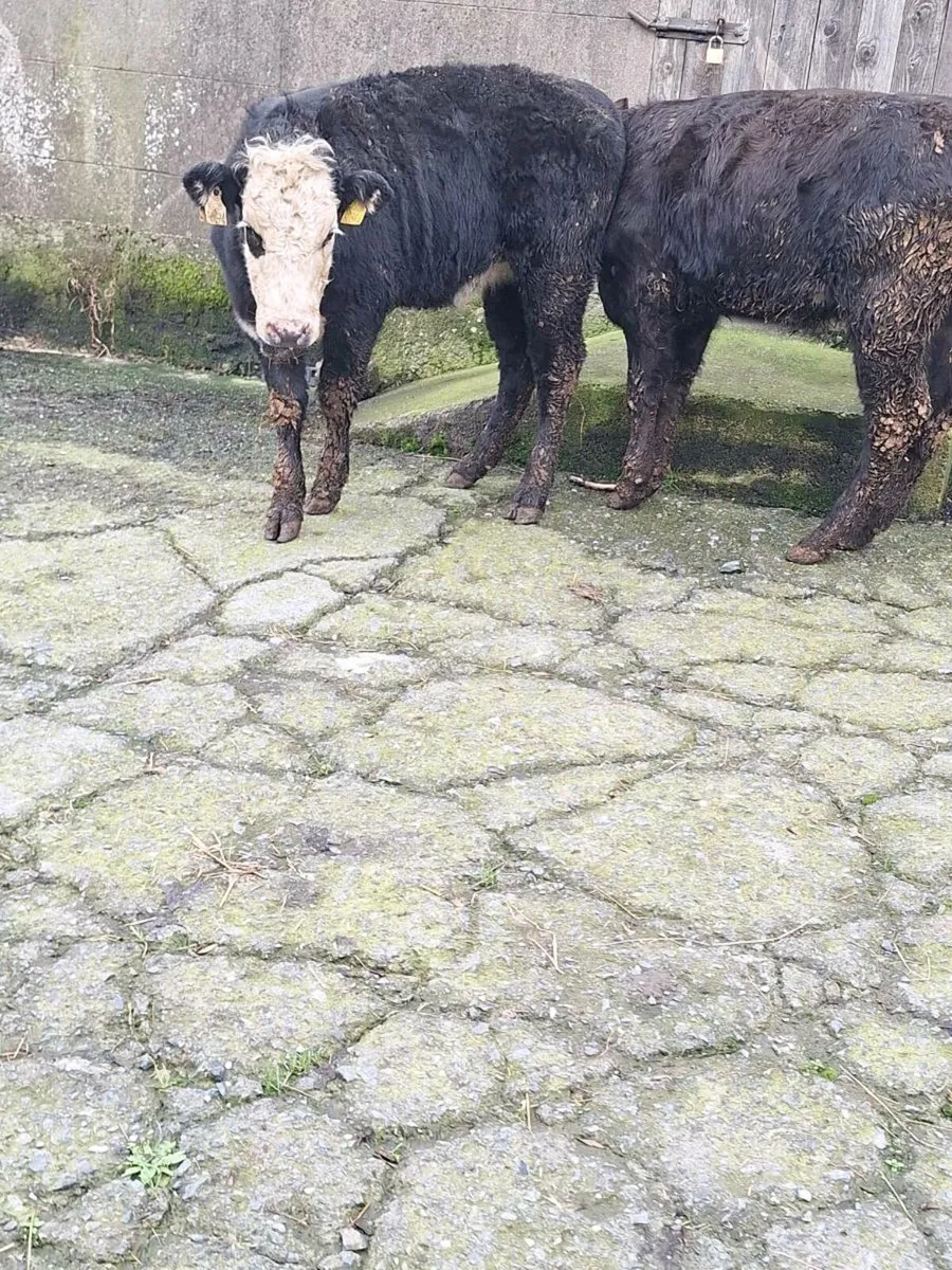 ORGANIC RUNNERS - Image 4