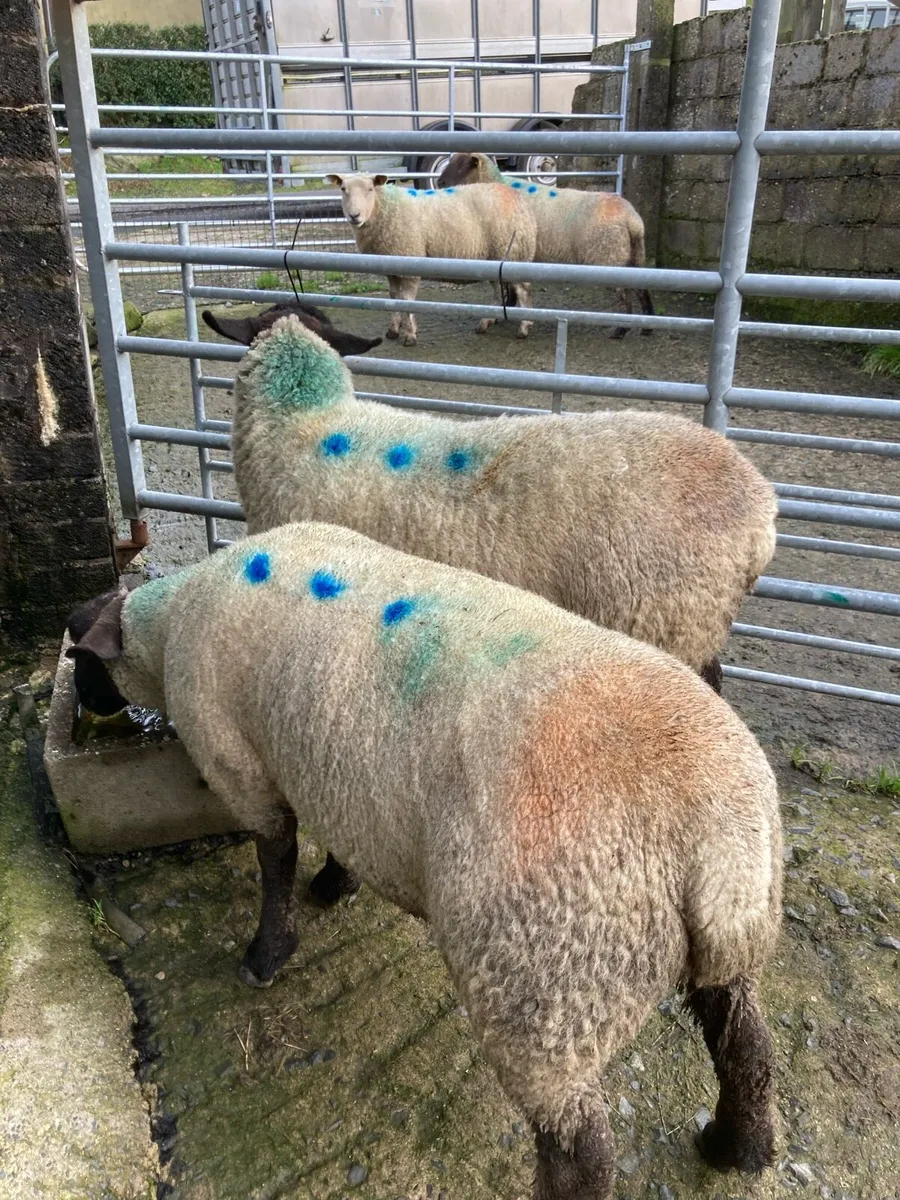 Ewes with triplets - Image 2