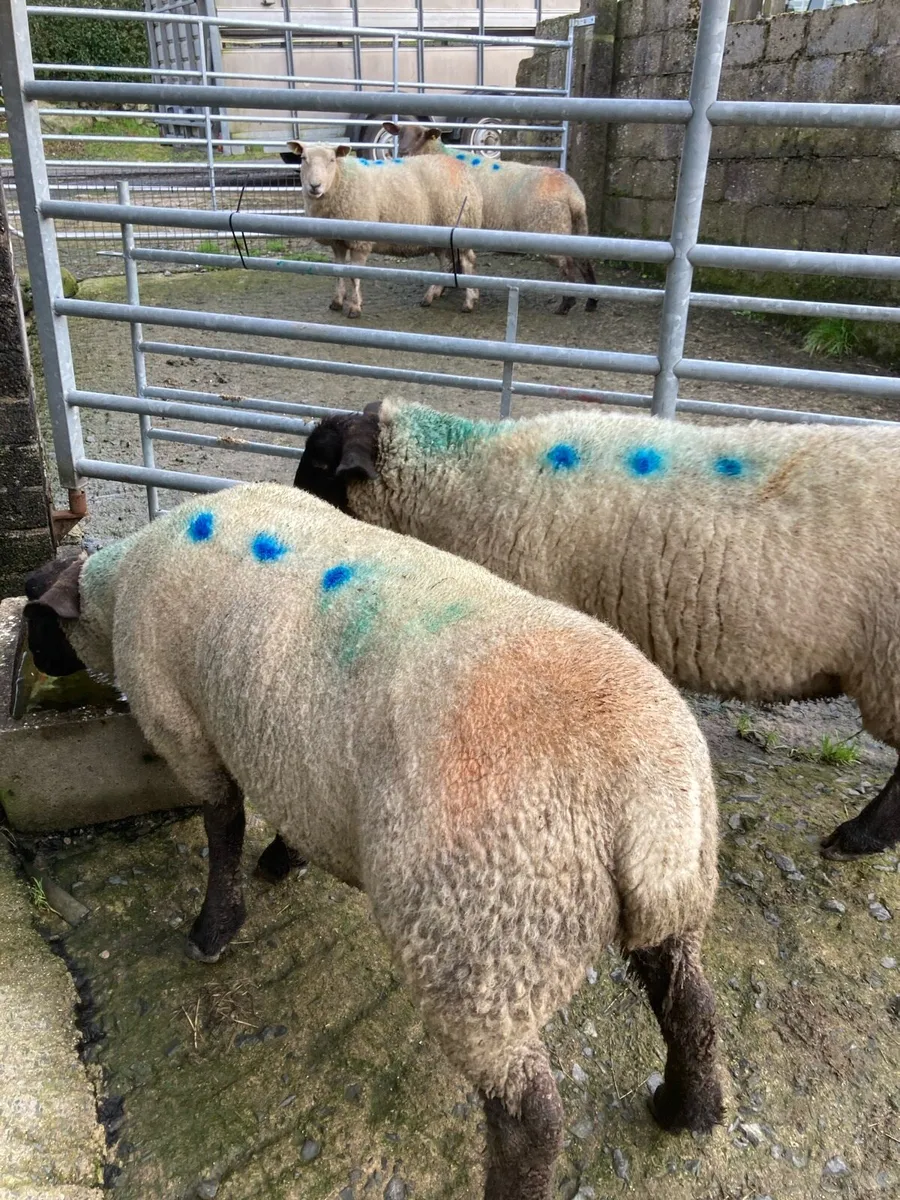 Ewes with triplets - Image 3