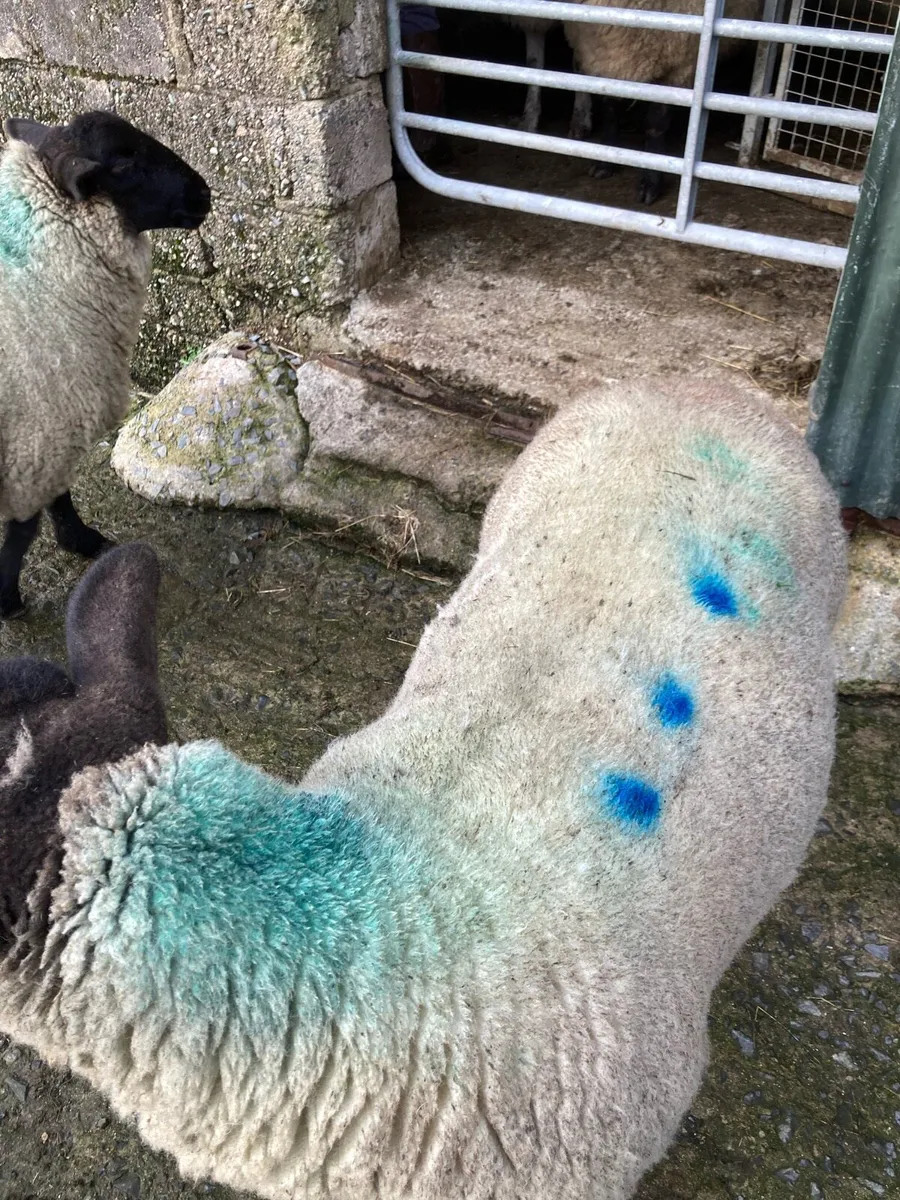 Ewes with triplets - Image 4