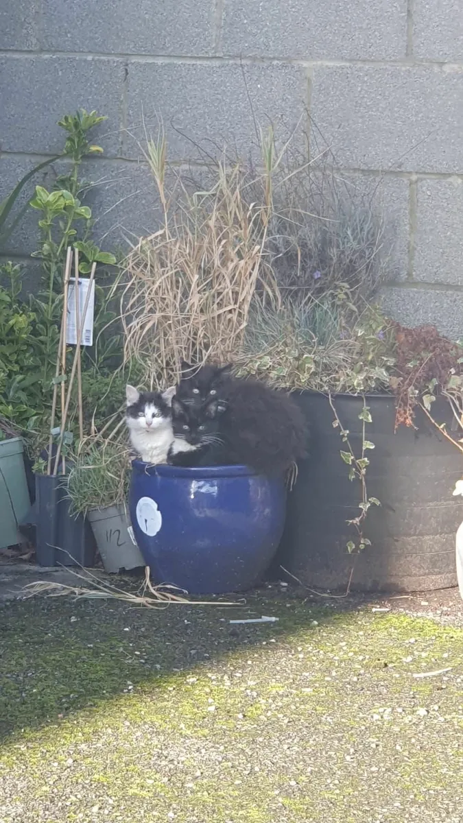 Adoption kittens - Image 1