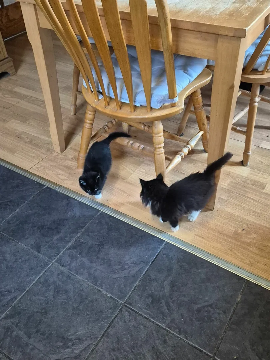 Adoption kittens - Image 2