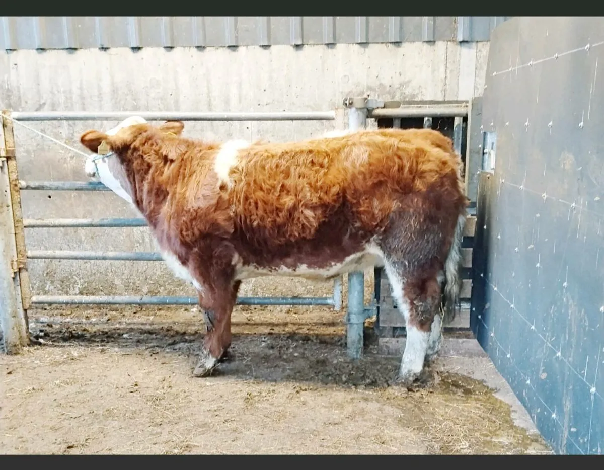 Show Heifer For Sale - Image 4