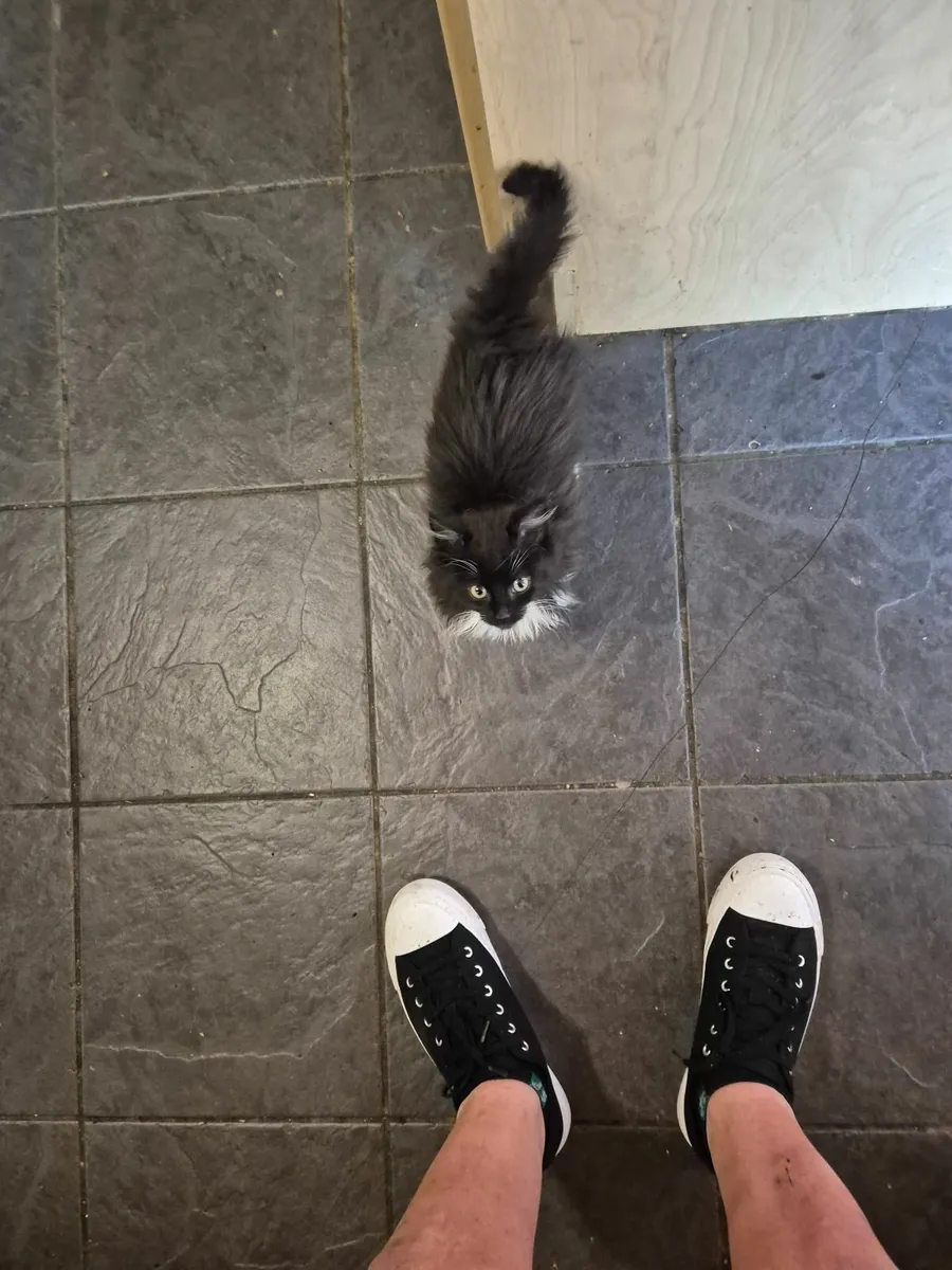 Adoption kittens - Image 3