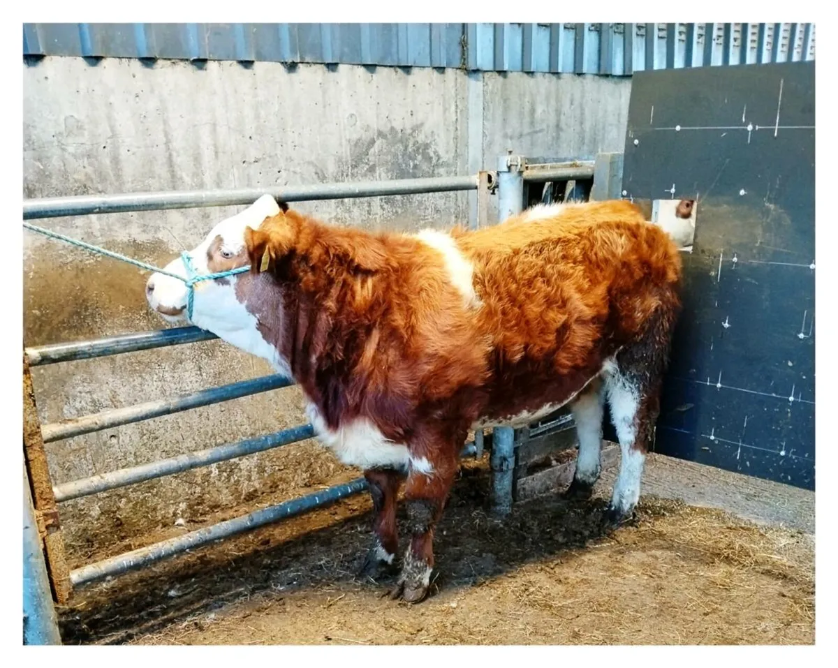 Show Heifer For Sale - Image 1