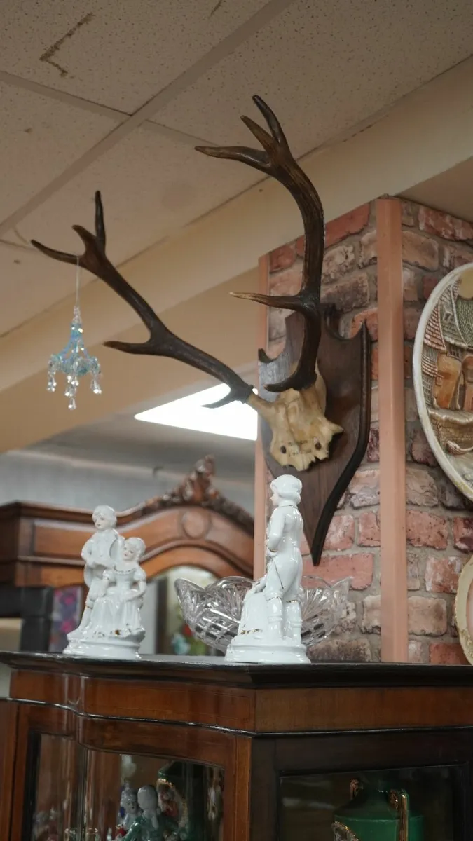 French Oak Antler Wall Mount 2 - Image 2