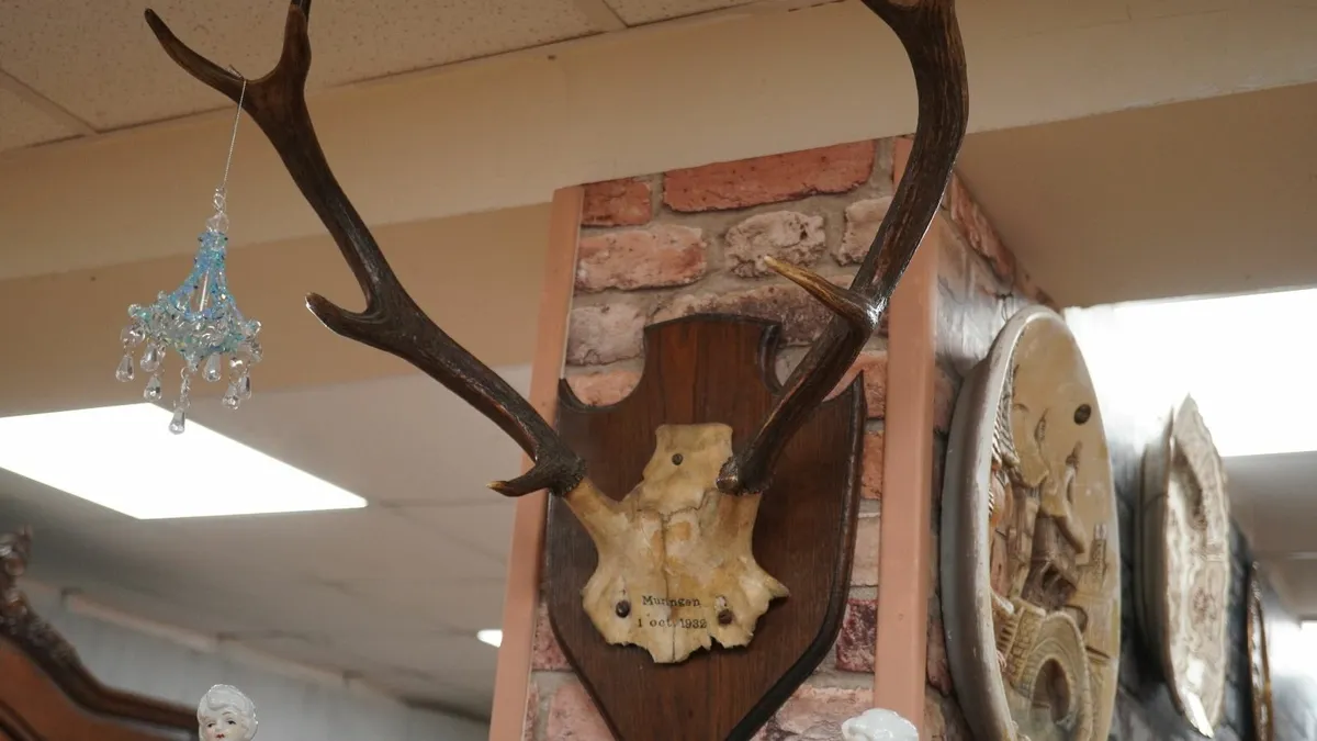 French Oak Antler Wall Mount 2 - Image 3