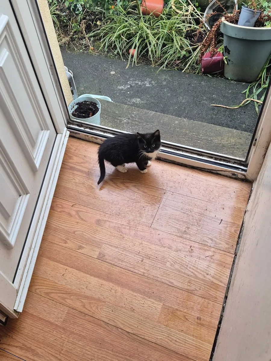 Adoption kittens - Image 4