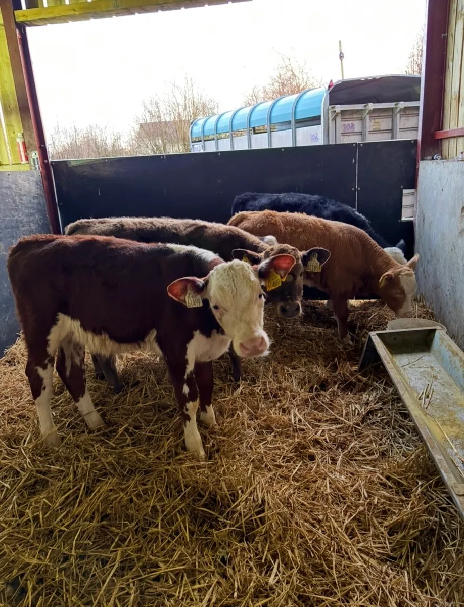 Value of the month 🔥 - Image 2