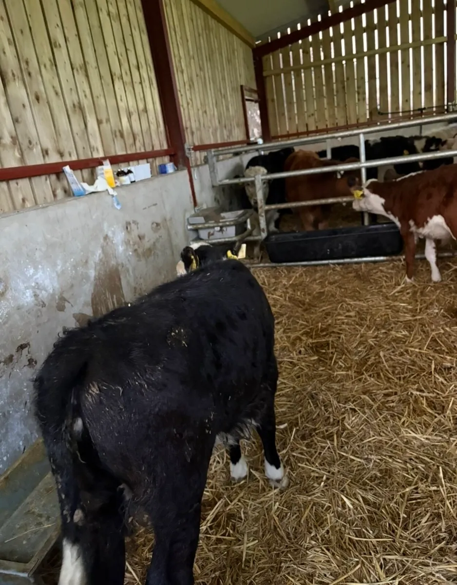 Value of the month 🔥 - Image 4