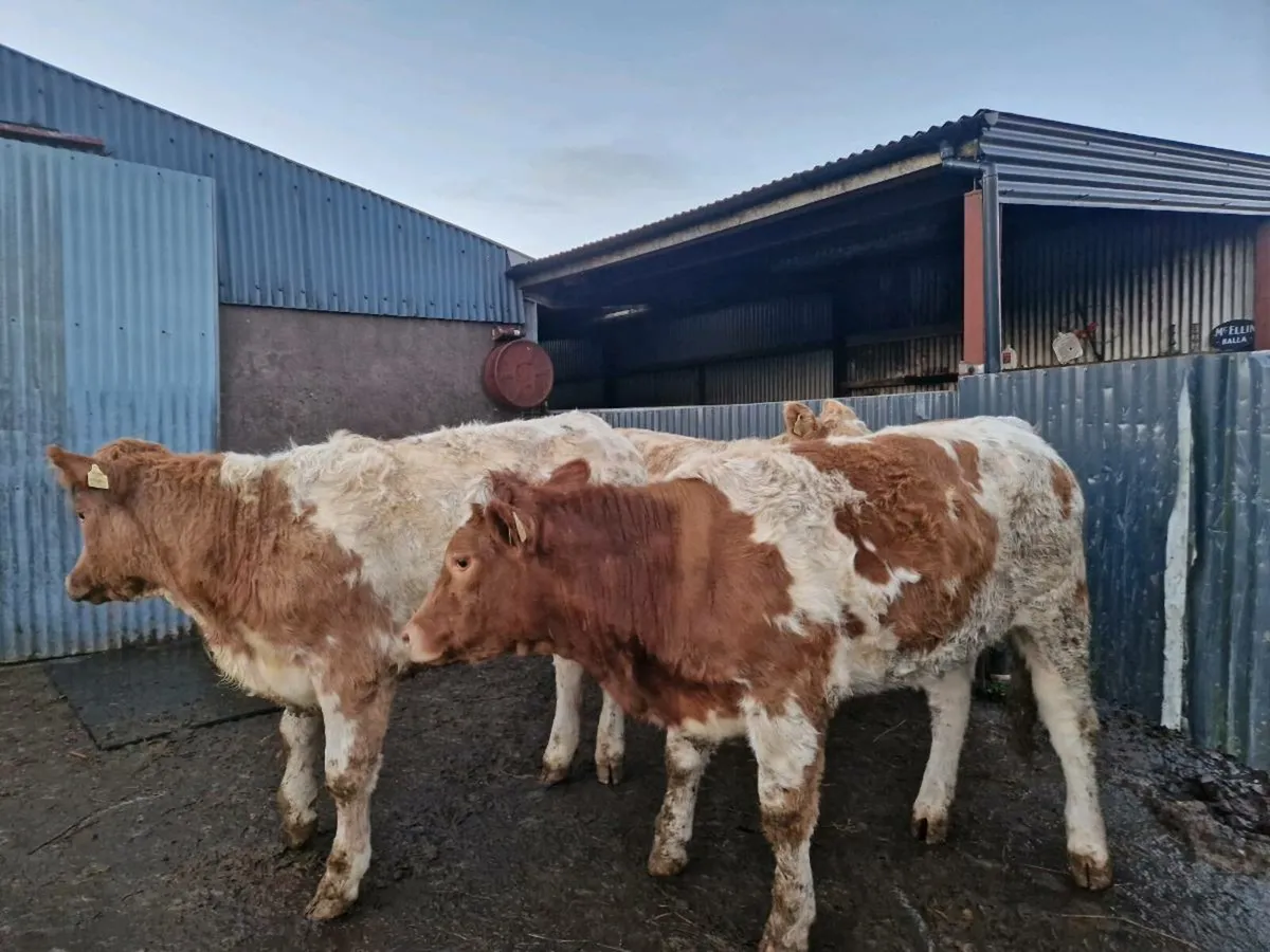 Breeding Heifers - Image 1