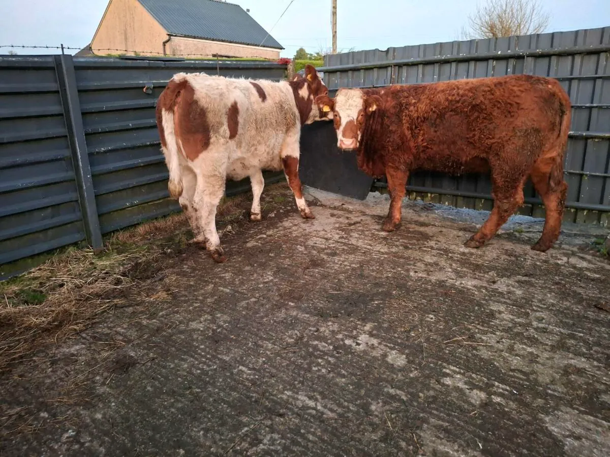 Breeding heifers - Image 1
