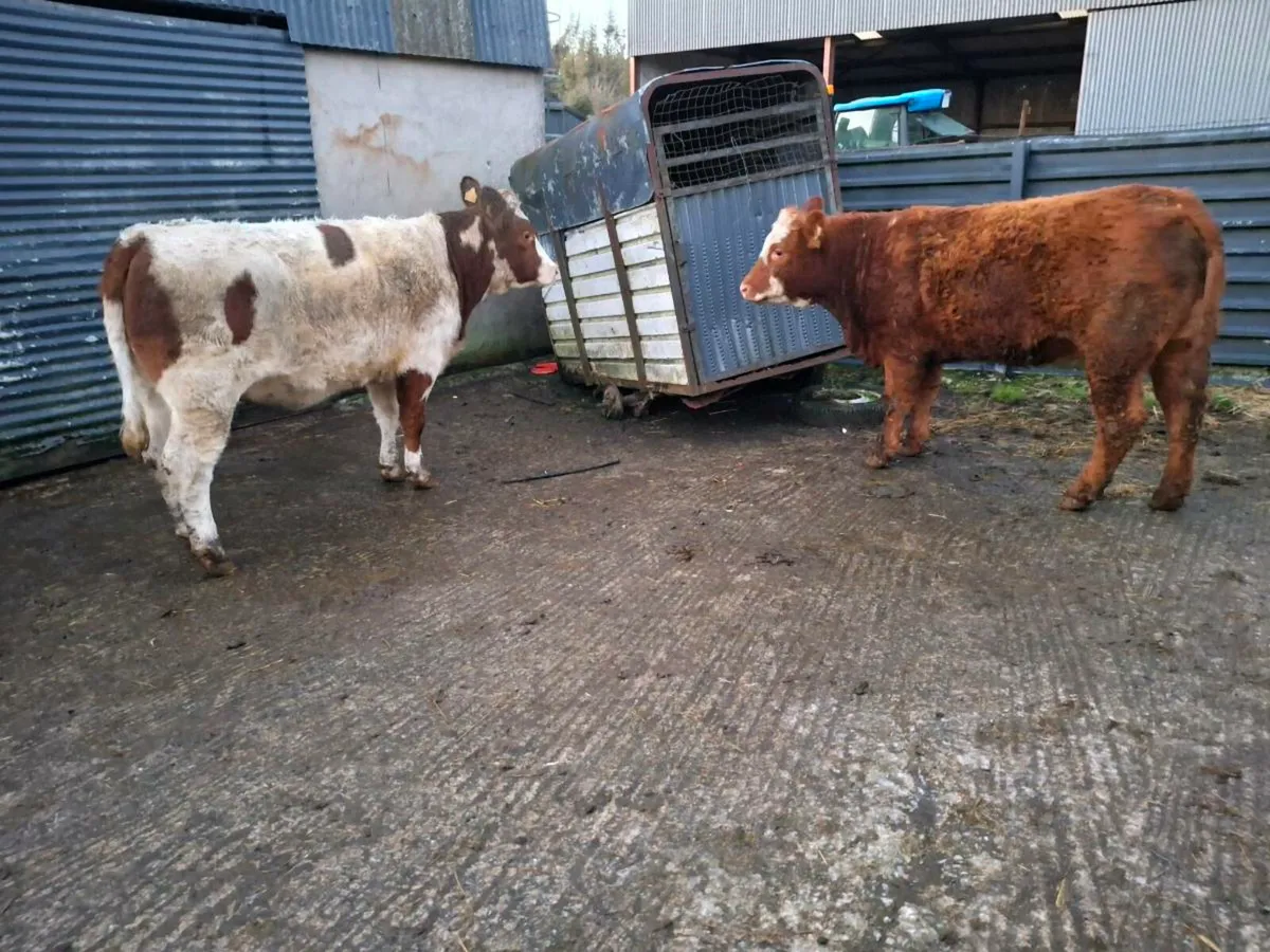 Breeding heifers - Image 2