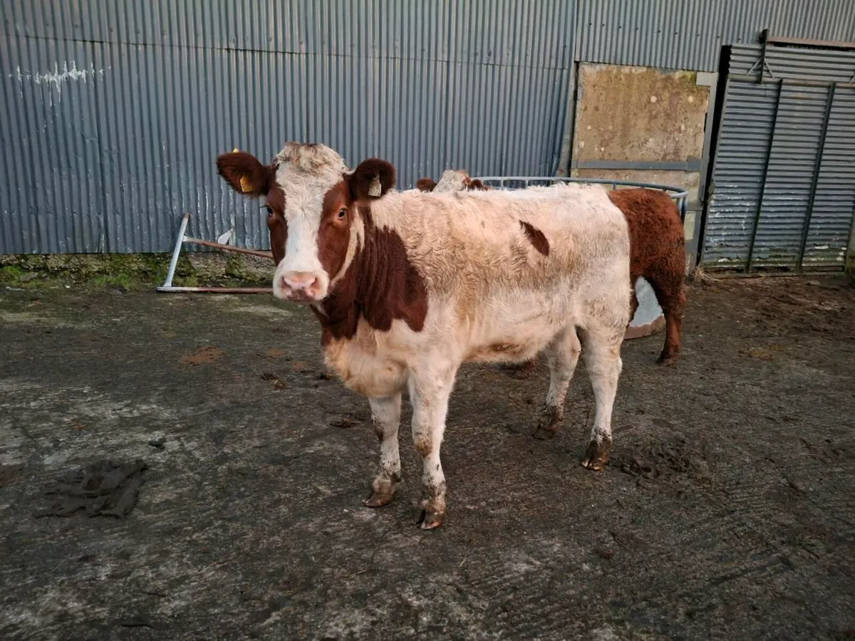 Breeding heifers - Image 3