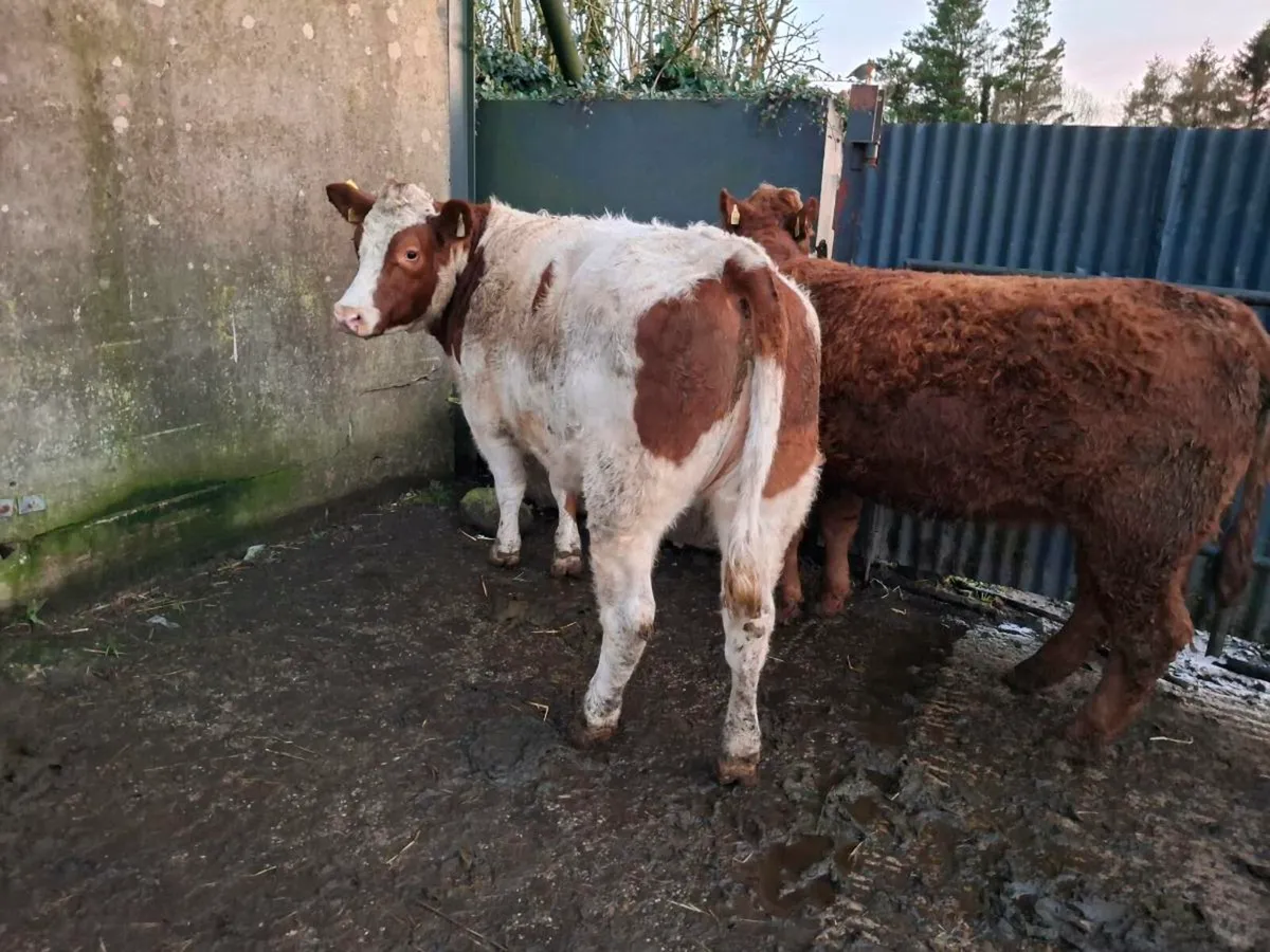 Breeding heifers - Image 4