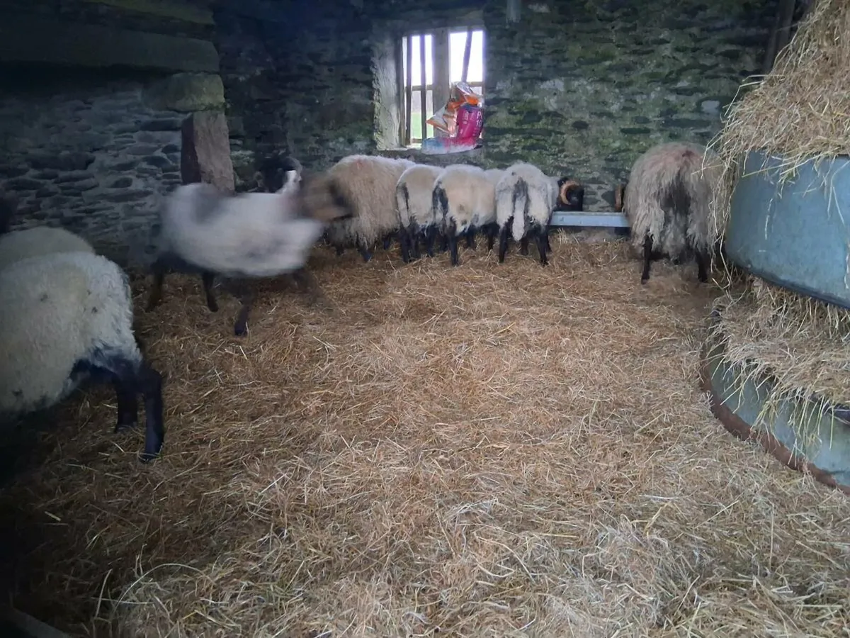Ram lambs - Image 3