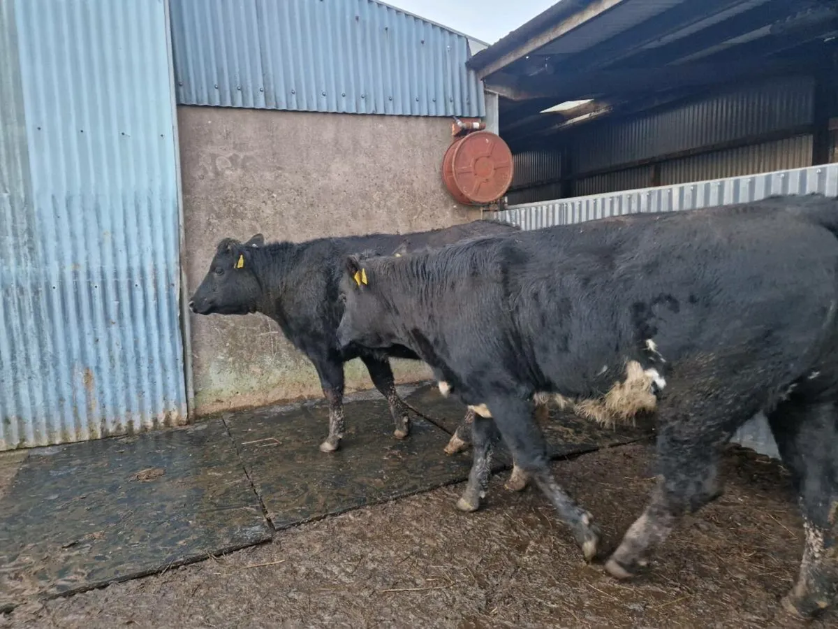 Breeding Heifers - Image 2